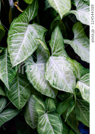 Leaves in a tropical forest with natural light in tropical Asia, rainforest. 124544389