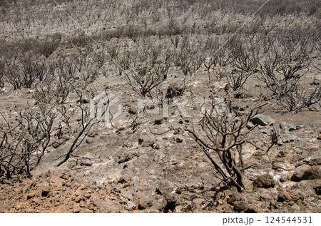 Shrub area devastated by fire. Shrub area devastated by fire. 124544531