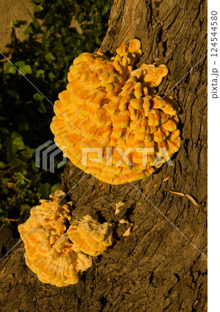 Sulphur polypores on a tree trunk. Sulphur polypores on a tree trunk. 124544580
