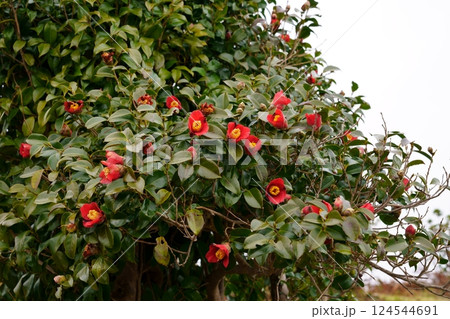 ツバキの花 ツバキの花 124544691