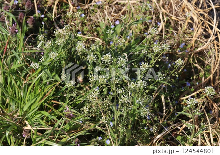 早春の野原に咲く白い小さなナズナの花 早春の野原に咲く白い小さなナズナの花 124544801
