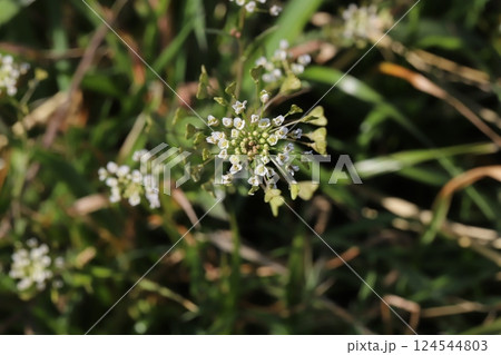 早春の野原に咲く白い小さなナズナの花 早春の野原に咲く白い小さなナズナの花 124544803