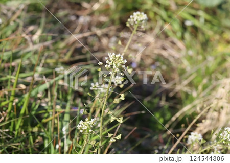早春の野原に咲く白い小さなナズナの花 124544806