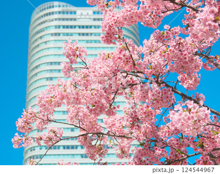 満開の河津桜と仙石山森タワー（2025年3月） 124544967