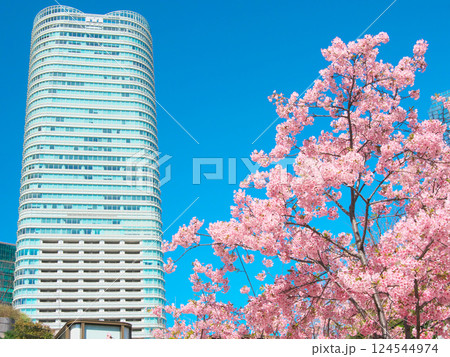 満開の河津桜と仙石山森タワー(2025年3月) 満開の河津桜と仙石山森タワー(2025年3月) 124544974