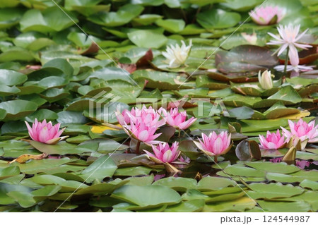 すずしげな花姿が初夏によく似合う睡蓮の花－弐 124544987
