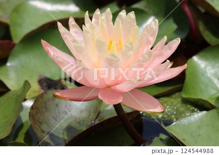涼しげな花姿が初夏によく似合う睡蓮の花ー参 124544988
