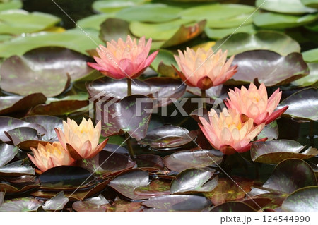 涼しげな花姿が初夏によく似合う睡蓮の花ー五 124544990