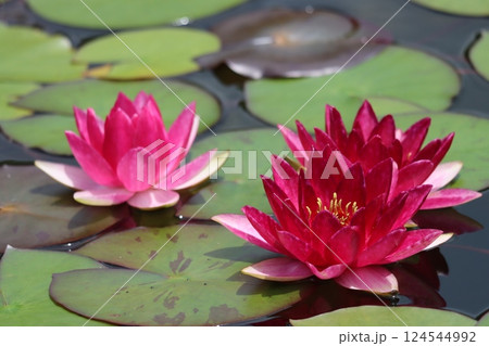 涼しげな花姿が初夏によく似合う睡蓮の花ー七 124544992