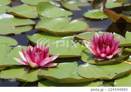 涼しげな花姿が初夏によく似合う睡蓮の花ー八 124544993
