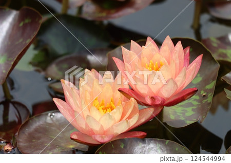 涼しげな花姿が初夏によく似合う睡蓮の花ー九 124544994