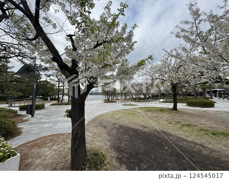 お台場海浜公園の桜 124545017