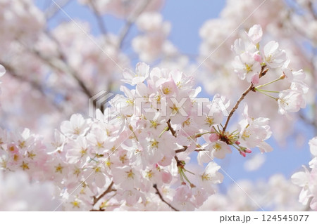 桜（ジンダイアケボノ） 124545077