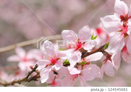 アーモンドの花 124545081