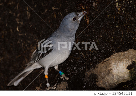 Gran Canaria blue chaffinch. 124545111