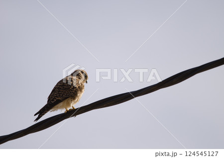 Common kestrel Falco tinnunculus canariensis. 124545127