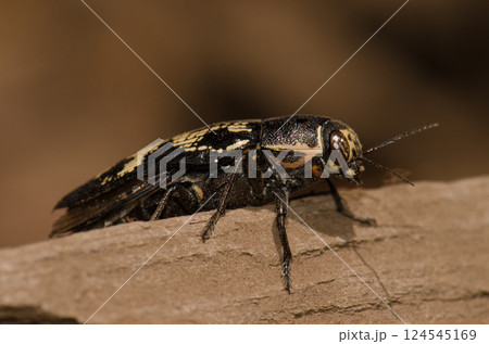 Jewel beetle Buprestis bertheloti. 124545169