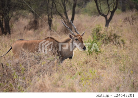 様子を見ているアンテロープ 124545201