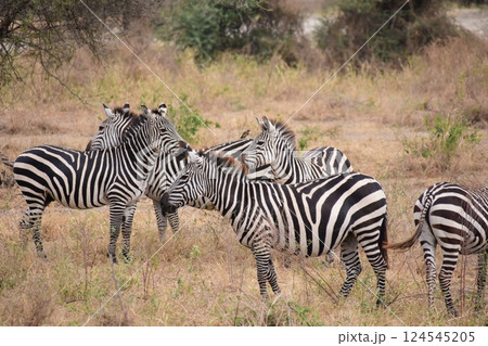 草を食べるシマウマの群れ 草を食べるシマウマの群れ 124545205
