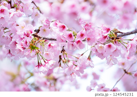 開花したばかりの桜 124545231