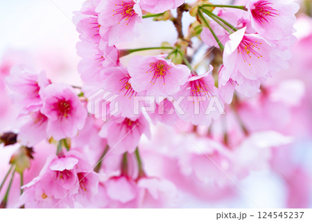 開花したばかりの桜 開花したばかりの桜 124545237