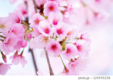 開花したばかりの桜 124545238