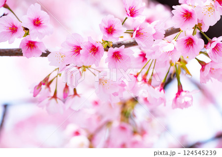 開花したばかりの桜 124545239