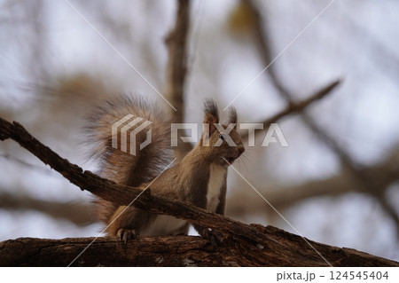 早春の森のエゾリス 124545404