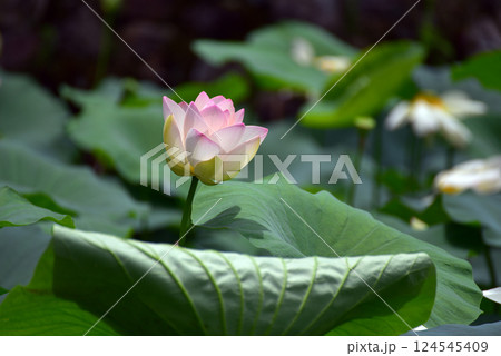 蓮の花のある風景 蓮の花のある風景 124545409