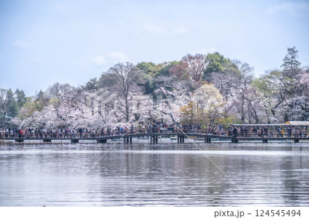 井の頭恩賜公園の桜 124545494