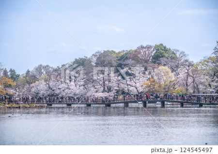 井の頭恩賜公園の桜 井の頭恩賜公園の桜 124545497