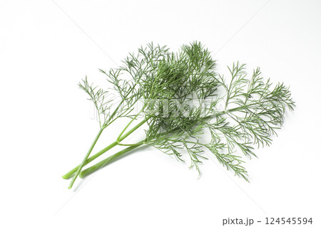 フレッシュなハーブのディル　白背景 124545594