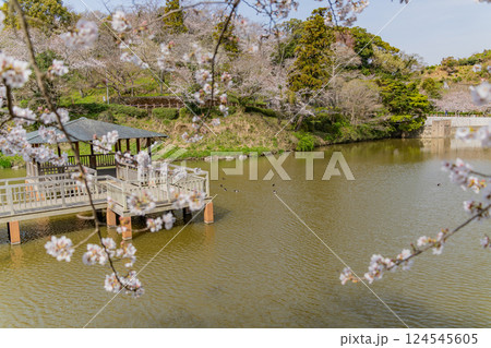 【静岡県】清水船越堤公園・夫池　桜の季節 124545605