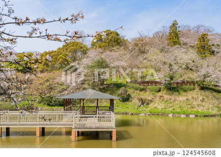 【静岡県】清水船越堤公園・夫池 桜の季節 【静岡県】清水船越堤公園・夫池 桜の季節 124545608