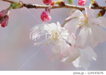 十月桜 124545676