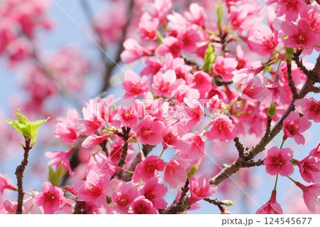 寒緋桜 124545677