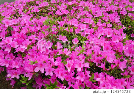 一面の鮮やかな桃色の花 ツツジ 一面の鮮やかな桃色の花 ツツジ 124545728
