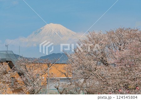 【静岡県】桜が咲いた清水船越堤公園　富士山遠望 124545804