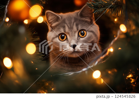 A small curious gray kitten plays on the top of the Christmas tree. A cat among the branches of a festive Christmas tree. New Year's celebration. Funny Christmas pets. Pets during the holidays A small curious gray kitten plays on the top of the Christmas tree. A cat among the branches of a festive Christmas tree. New Year's celebration. Funny Christmas pets. Pets during the holidays 124545826