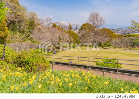【静岡県】清水船越堤公園・花壇の黄色水仙 124545984