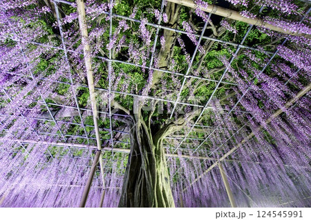 津島市、天王川公園の九尺藤のライトアップ 津島市、天王川公園の九尺藤のライトアップ 124545991