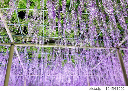 津島市、天王川公園の九尺藤のライトアップ 津島市、天王川公園の九尺藤のライトアップ 124545992
