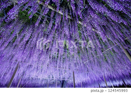 津島市、天王川公園の九尺藤のライトアップ 津島市、天王川公園の九尺藤のライトアップ 124545993