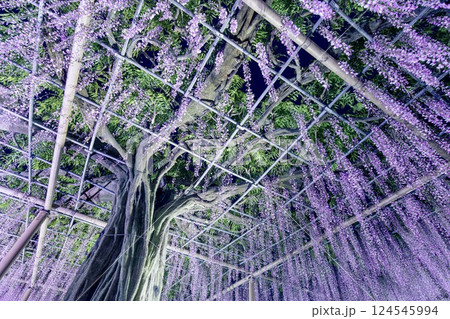 津島市、天王川公園の九尺藤のライトアップ 津島市、天王川公園の九尺藤のライトアップ 124545994