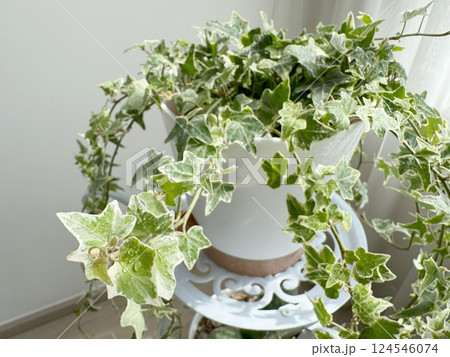 English ivy variegated in the white flower pot 124546074