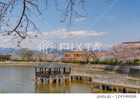 【静岡県】桜が咲いた清水船越堤公園　夫池から富士山遠望 124546084