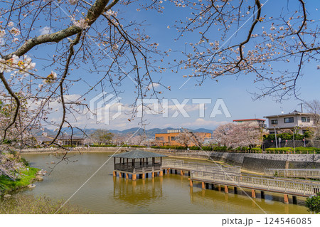 【静岡県】桜が咲いた清水船越堤公園　夫池から富士山遠望 124546085