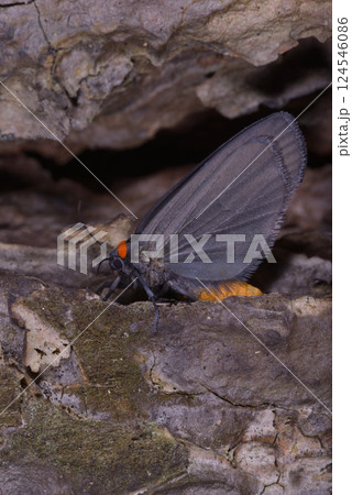 red necked footman, Atolmis rubricollis, sitting on a pine tree trunk, forest 124546086