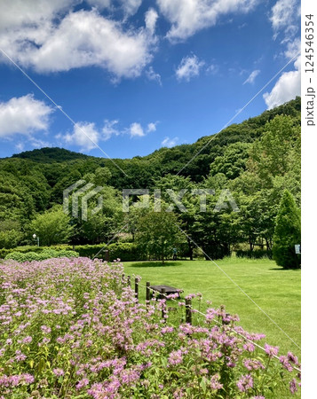 青空とハーブが咲く公園 青空とハーブが咲く公園 124546354