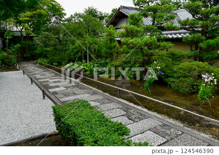 桔梗の咲く参道　妙智院 124546390
